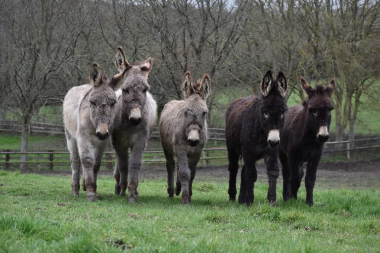 Lire la suite à propos de l’article Les ânes de race normande, un patrimoine à sauver