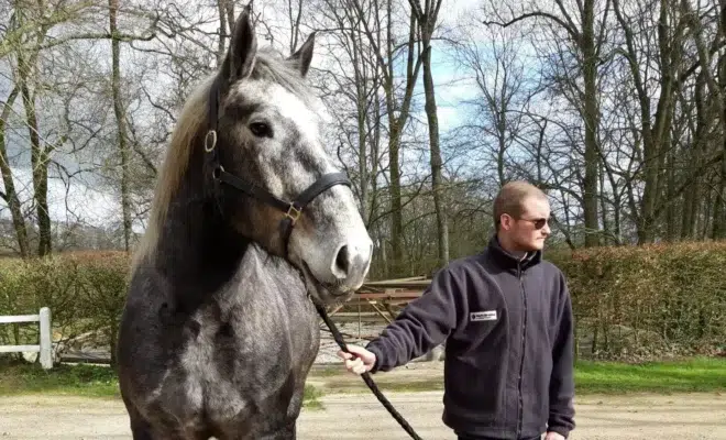 Un percheron de plus au Parc de Sceaux