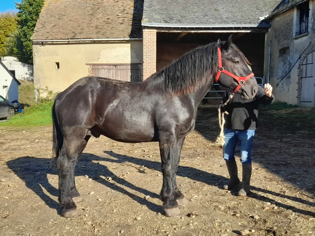 Sélection 2022 des percherons : un bon cru 1