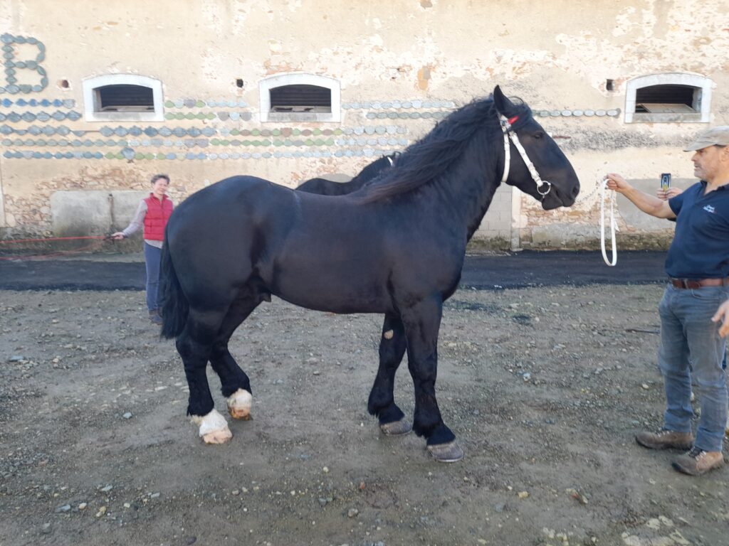 Sélection 2022 des percherons : un bon cru 2