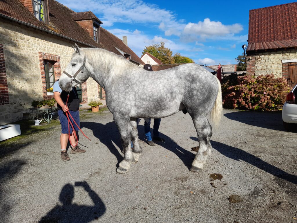 Sélection 2022 des percherons : un bon cru 3