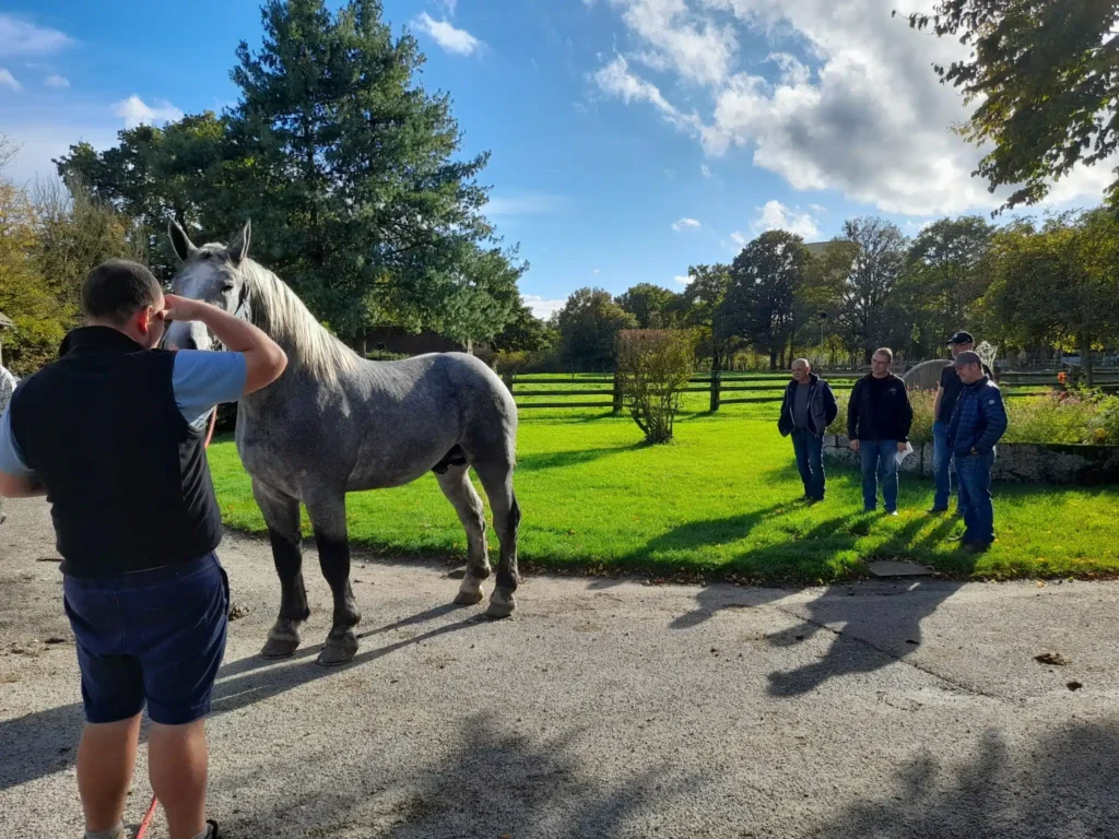 Sélection 2022 des percherons : un bon cru 4