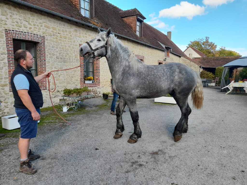 Sélection 2022 des percherons : un bon cru 5