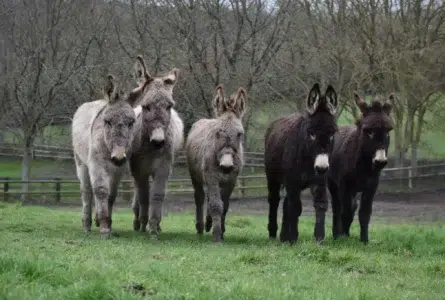 Les ânes de race normande, un patrimoine à sauver