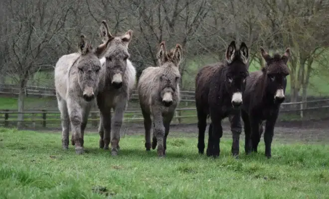 Les ânes de race normande, un patrimoine à sauver