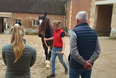 Des chevaux normands pour renforcer la police d’Ille de France