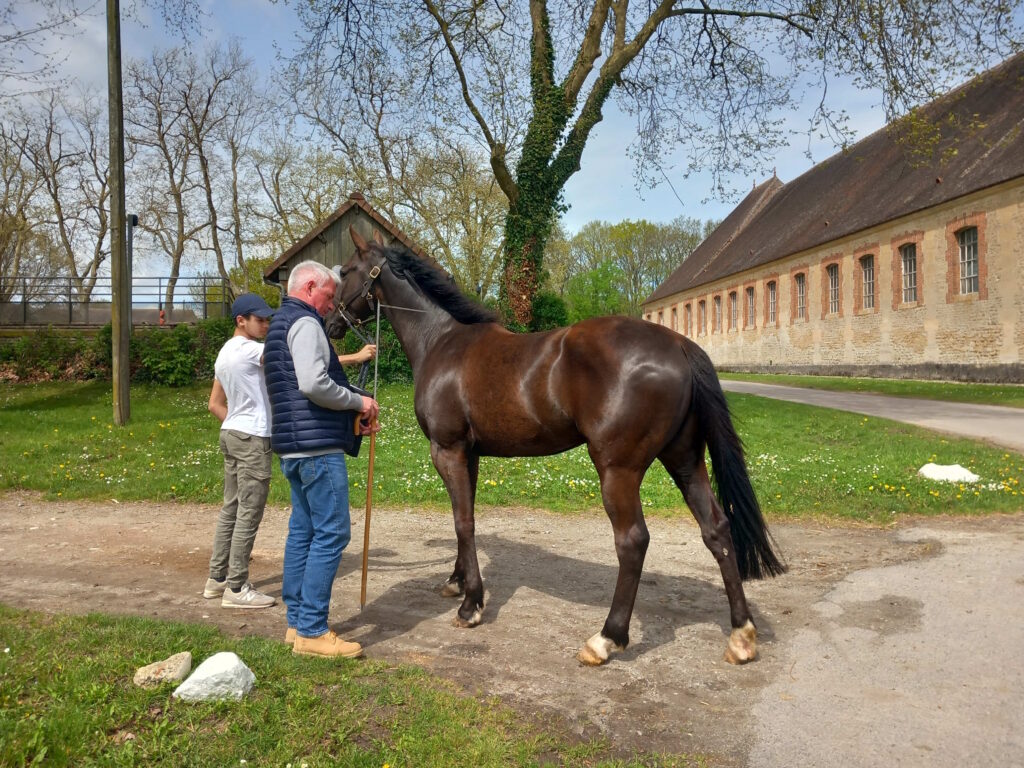 Des chevaux normands pour renforcer la police d’Ille de France 4