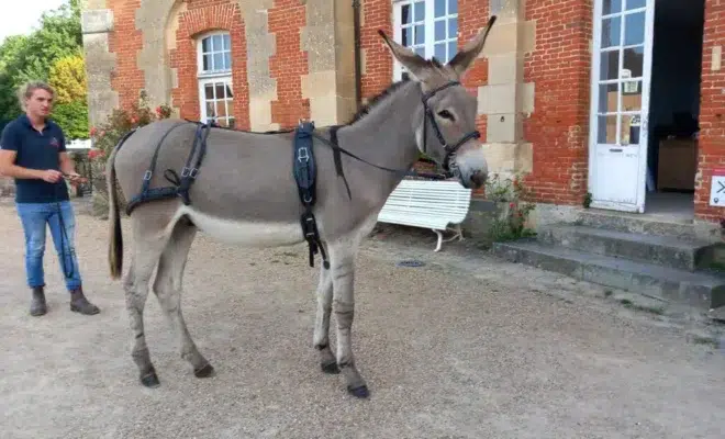 Loustic du Petit Odon