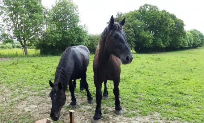 Départ pour trois de nos percherons