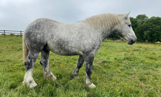 Kivol des Bois, gray gelding, born in 2020.