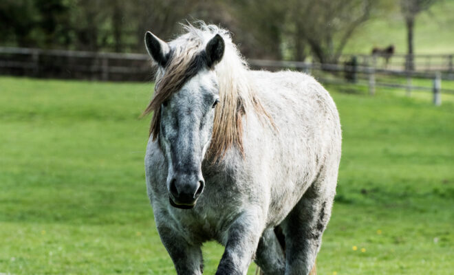 Jeune percheron du Haras national du Pin