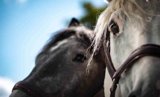 Percherons du Haras national du Pin