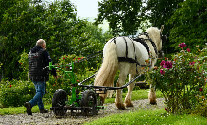 Cheval percheron désherbant une allée gravillonnée