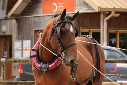 Normandy Horse Meet Up : un autre regard sur le cheval