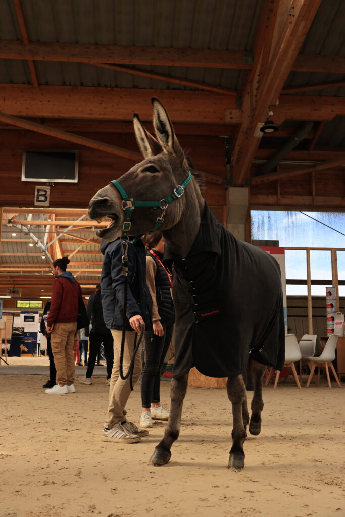 Lors du Normandy Horse Meet Up