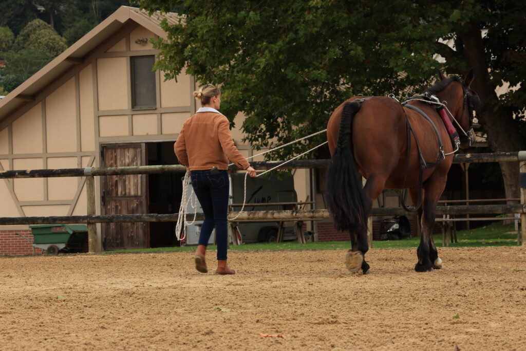 Discovering long reins, to eventually plow a field