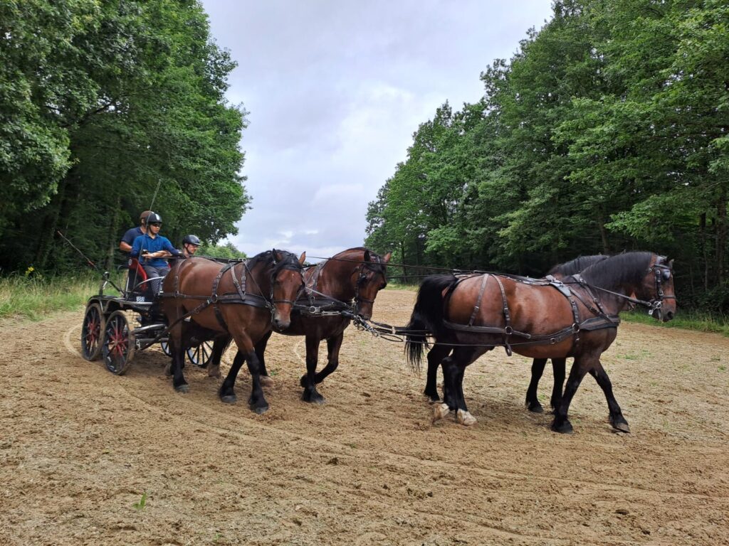 Découverte de l'attelage à 4 chevaux