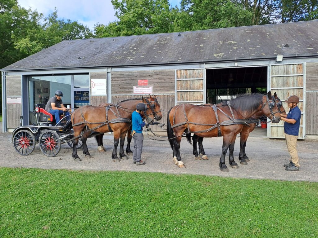 Cours d'attelage à 4 chevaux