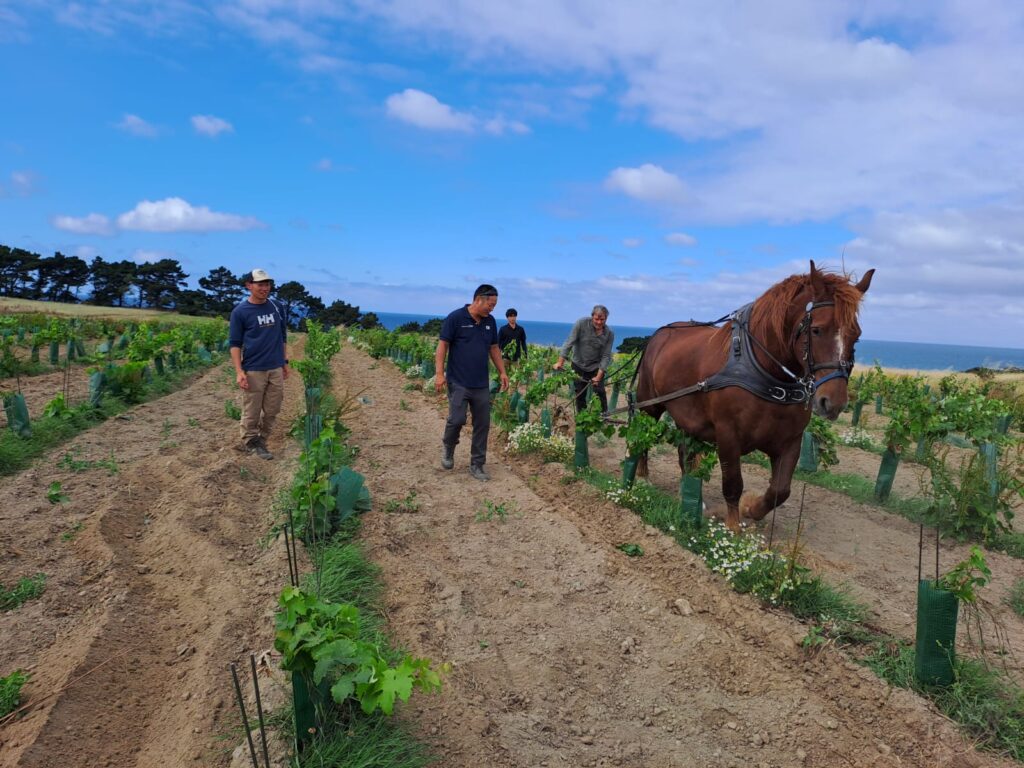 Découverte de la vigne